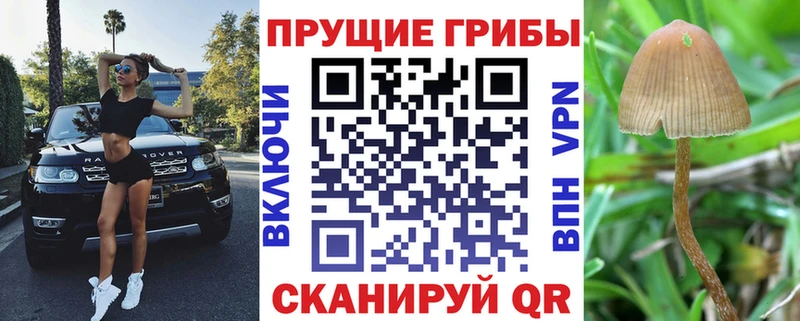 маркетплейс официальный сайт  Сольвычегодск  Псилоцибиновые грибы мицелий 